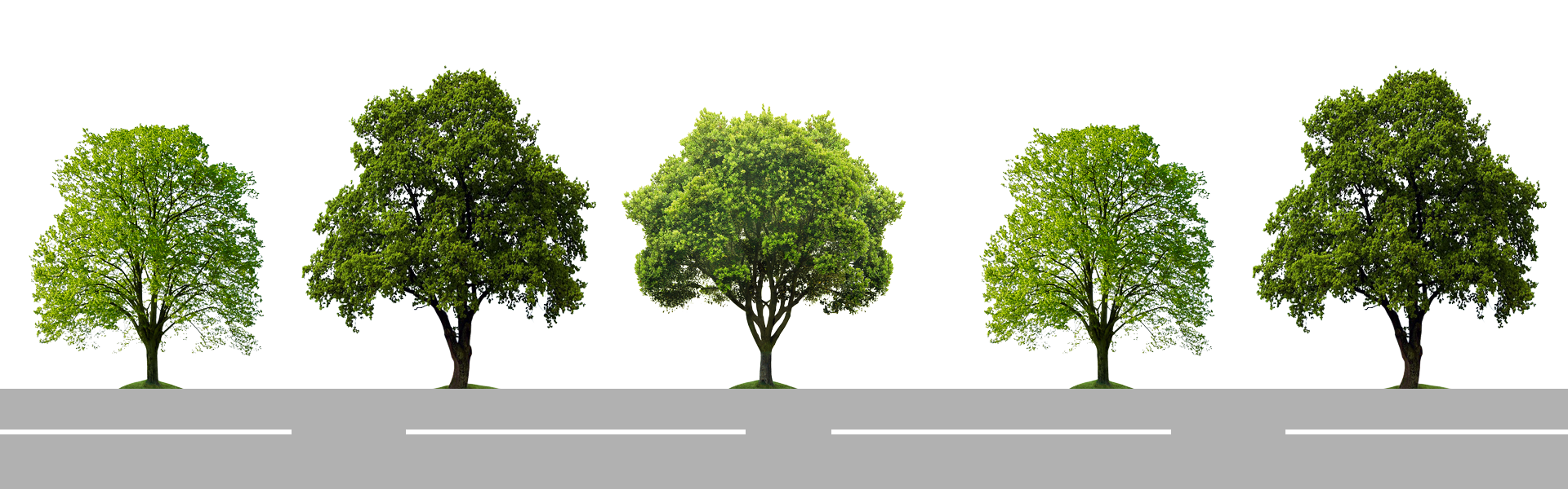 trees